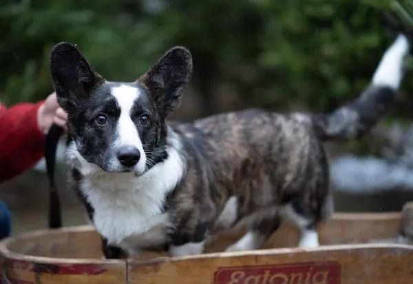 Seska the cardigan corgi